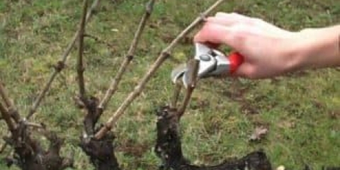 Kako orezati grožđe: detaljna shema rezidbe